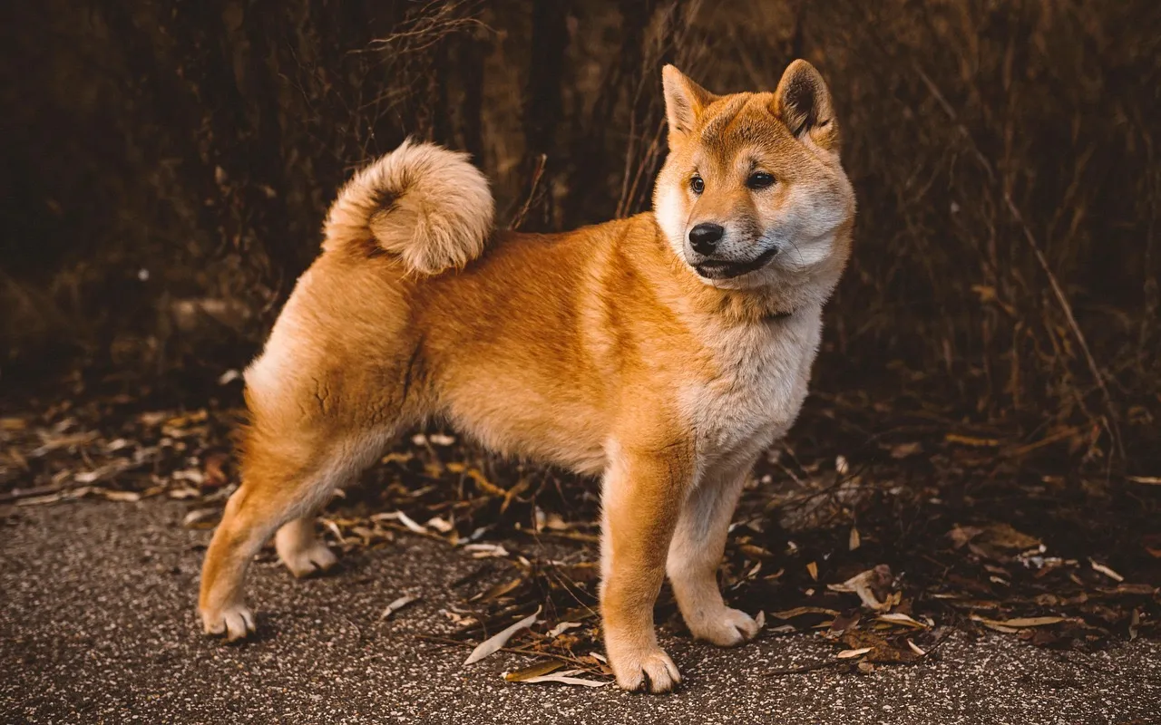 松戸市中矢切で見つける！信頼できるファイナンシャルプランナーの選び方